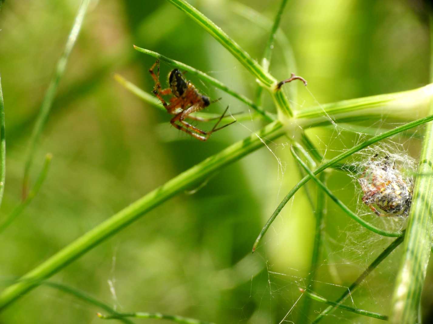 Neoscona adianta; Aculepeira armida